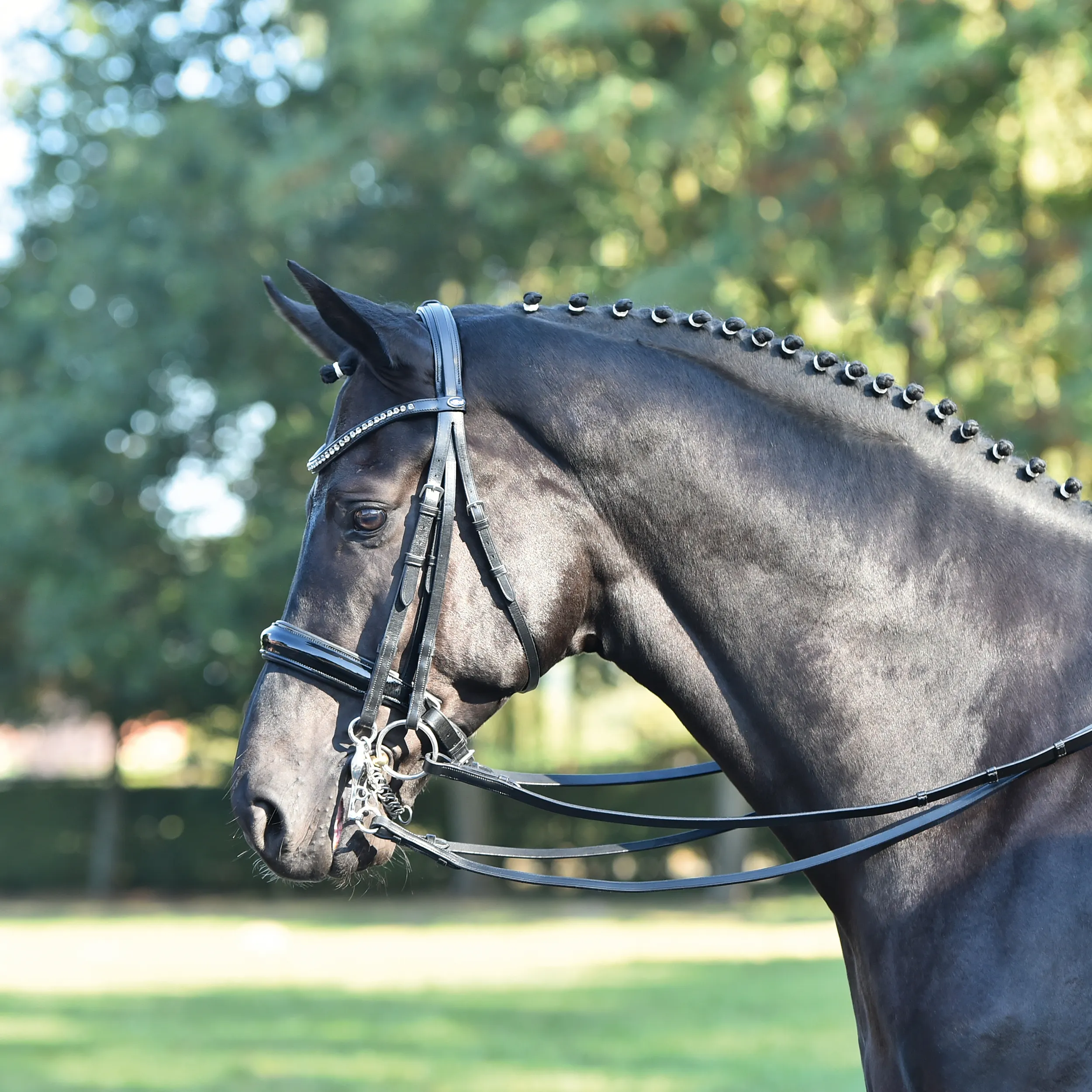 Busse Double Bridle Luxury